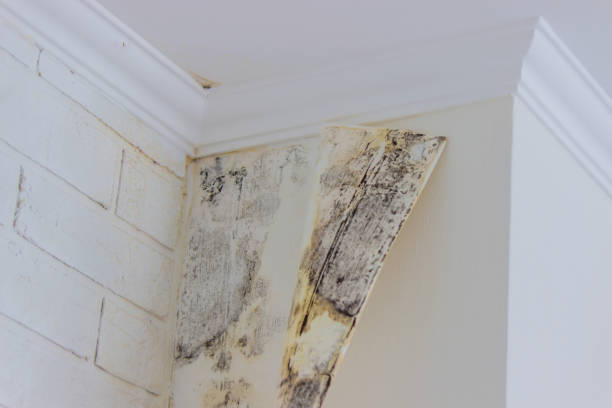 Mold Documentation for Insurance Claims in Elsmere, DE